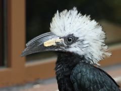 -新加坡飞禽公园