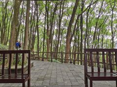 -铁山坪森林公园