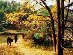 -南雄冯屋银杏山庄