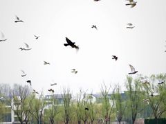 -银树楼(紫玉山庄东区店)