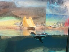 -海合安武汉极地海洋公园
