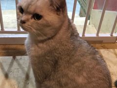 -猫爷宠物生活馆·撸猫馆