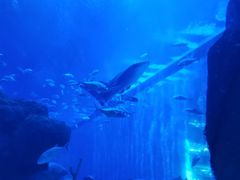 -成都浩海立方海洋公园