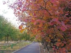 -永定河休闲森林公园