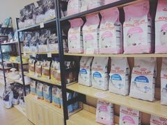 -70cat德文卷毛猫·缅因猫纯种猫舍