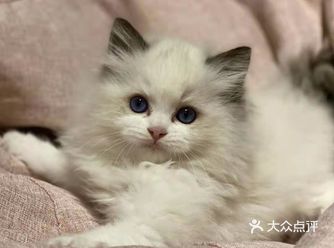 圆了孩子养布偶猫的心愿