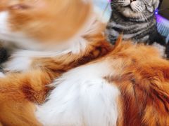 -平行世界·猫咖(首经贸店)