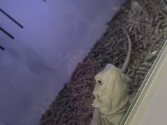 -中环花鸟鱼虫市场