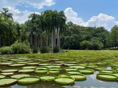-中国科学院西双版纳热带植物园