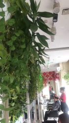 -卡尔诗·科技美肤连锁