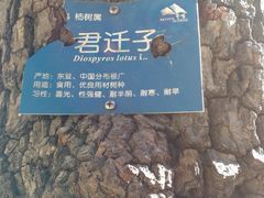 -北京鹫峰国家森林公园