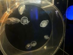 -上海海洋水族馆