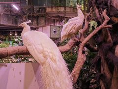-正佳雨林生态植物园