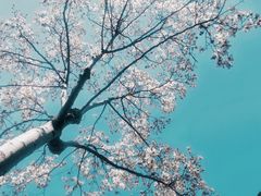 -秋霞圃