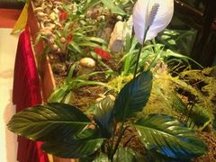 -蔼若春.传承三十年云南菜(金碧公园店)