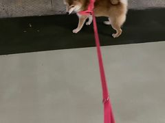 -南京Hallo宠物乐园·哈罗犬舍·柴犬繁育基地