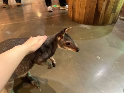 -Zoolung Zoolung动物主题公园(海信广场店)