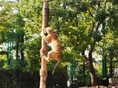 -上海野生动物园老虎餐厅