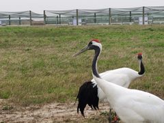 -盐城丹顶鹤湿地生态旅游区