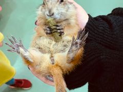 -藦茜花园宠物主题亲子互动体验馆(国顺东路店)