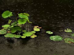 -陈家山荷花公园