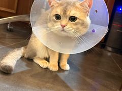 -宠爱国际动物医院·消化内科·心肾内科·ISFM猫友好(望京店)