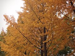 -中央民族大学