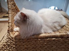 -瞄一喵猫咖(格力海岸店)