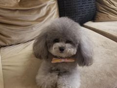 -BABYDOG宝贝狗宠物乐园(欧洲城店)