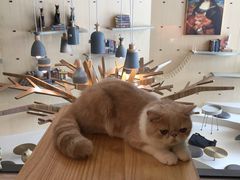 -飞行喵MR PILOT|猫舍·猫咖(静安大融城店)