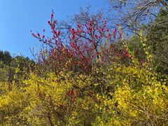 -北京鹫峰国家森林公园