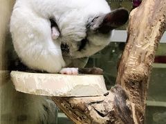 -藦茜花园宠物主题亲子互动体验馆(国顺东路店)