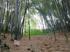 -西湖风景区十里琅珰-五云山