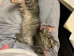 -贝来恩24H动物医院·转诊中心(稻香路店)