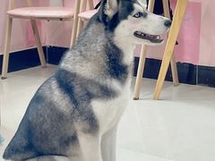 -汪说·狗咖(旺城大厦店)