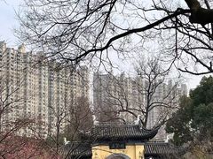-红梅公园