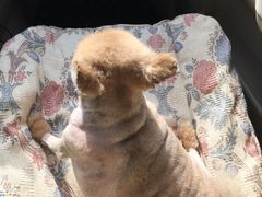 -A猫a狗全科·犬猫异宠·芥西宠物医院(南开总院)