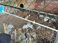 -歌斐颂巧克力小镇