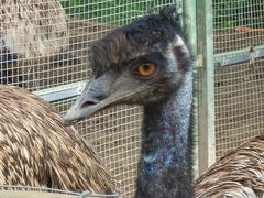 -青藏高原野生动物园