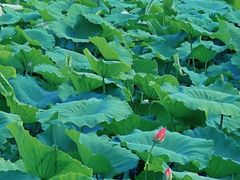 -云龙湖旅游景区