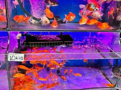 -曲阳花鸟市场(曲阳路店)