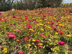 -光明小镇欢乐田园