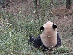 -成都大熊猫繁育研究基地