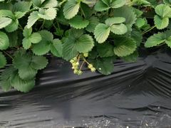 -洪湖家庭农场·团建·露营·会议