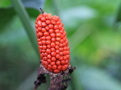 -东寨港红树林旅游区