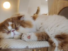 -More Fun猫咖 二十只万元加菲主题