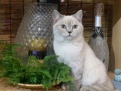 -这儿没有猫·猫咖萌宠馆·撸猫