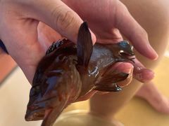 -小猫钓鱼海钓俱乐部(椰梦长廊店)