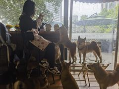 -柴犬高等学院·狗咖·柴犬售卖·宠物训练