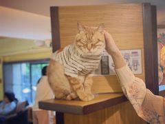 -more than meow吴止猫主题餐厅(承德 中船汇店)